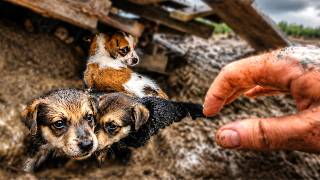 Mum is missing, a huge storm is coming and time is running out for these tiny injured puppies