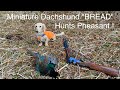 【狩猟】2019.2.3ブレッドでキジ・コジュケイ猟 Pheasant hunting with Miniature Dachshund GoProHERO7White撮影