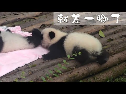 《熊貓早晚安》小短腿的悲傷 | iPanda熊貓頻道