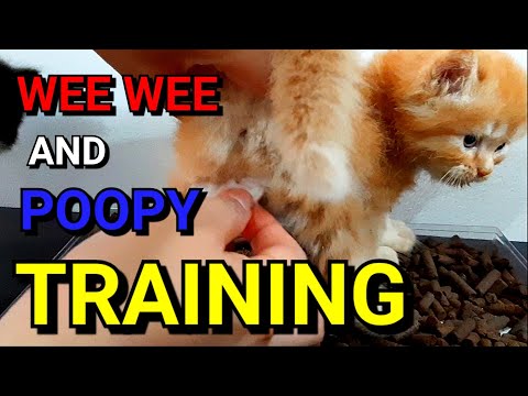 Video: Paano Mag-train Ng Pusa Sa Isang Pot