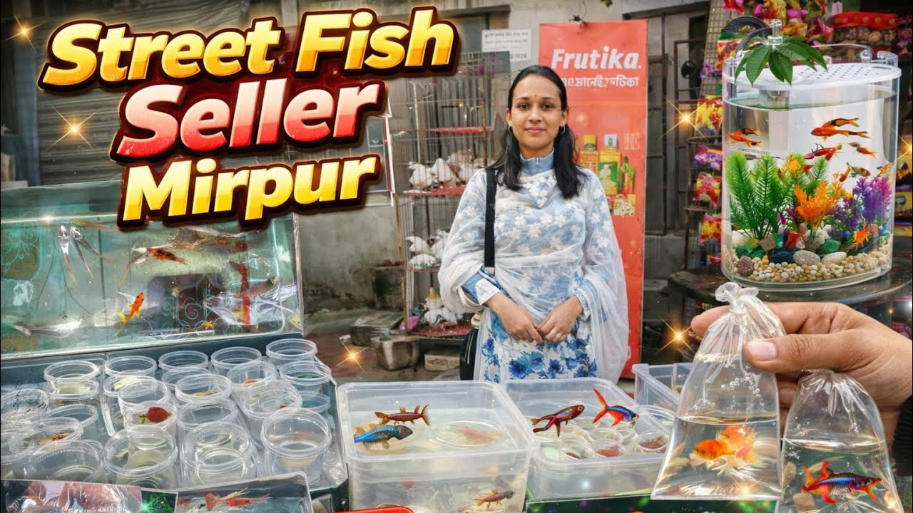 একুরিয়াম মাছের বাজার মিরপুর ১ কালার ফিস মার্কেট #aquariumfishmarket #aquariumfish #aquarium #guppy 