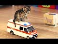 My Favorite Cat Play Fun Little Kitten Cartoon Pet Care Games