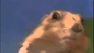 Drama Prairie Dog