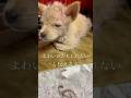 ボロボロの小さな体を震わせて…？ #保護犬 #ピースワンコ