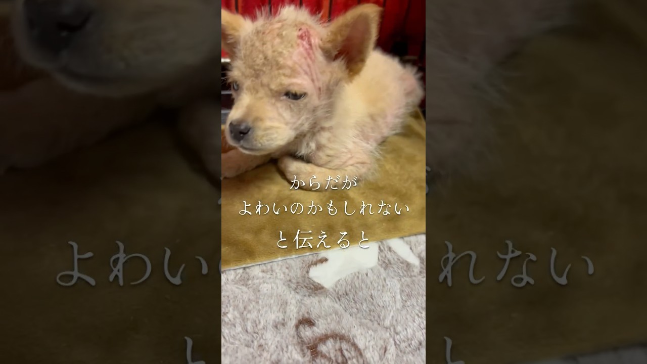 ボロボロの小さな体を震わせて…？ #保護犬 #ピースワンコ