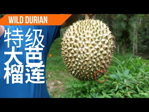 远征寻找霹雳州天然特级大芭榴莲 第一集｜Malaysia Perak Wild Durian Part 1