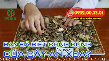 CÂY AN XOA chữa bệnh gì? Sử dụng AN XOA đúng cách chữa GAN, UNG THƯ GAN, XƠ GAN hiệu quả