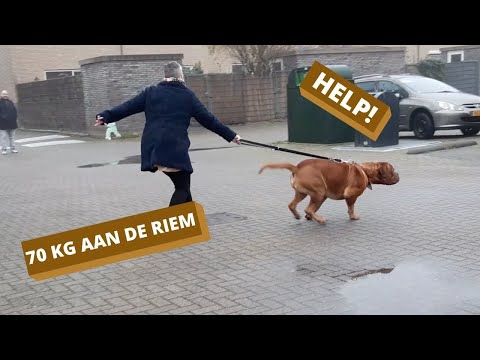 Video: Bordeauxdog Honden: Verzorging En Voeding