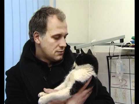 Video: Sirds Un Miega Artērijas Audzēji Kaķiem