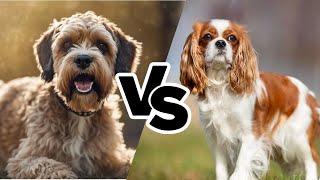 Which is the Perfect Pet? Boxerdoodle or Cavalier? by All About Mixed Breed  69 views 1 month ago 2 minutes, 4 seconds