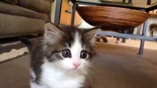 Kitten Stalking