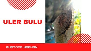 uler bulu jalan jalan  #ulerbulu