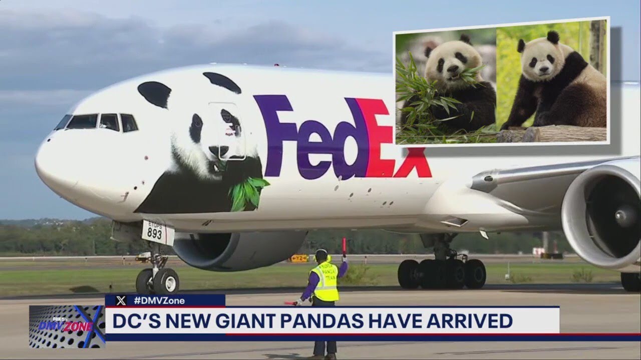 Are you excited about the pandas? - YouTube