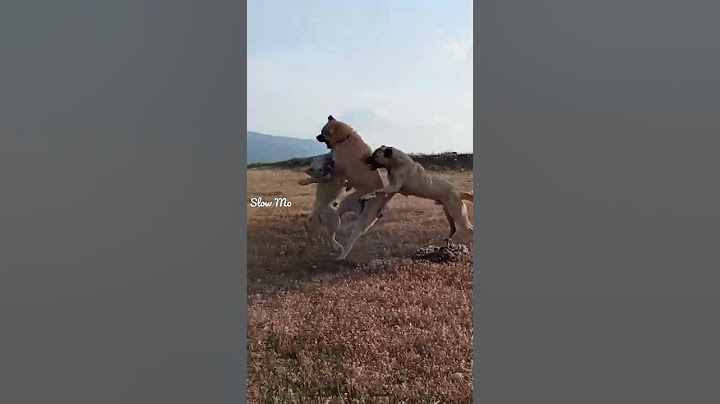 dövüş köpeği değilsin oğlum kendine gel