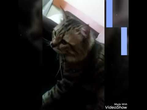 Видео: Как да зарадвате котката си