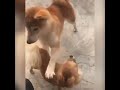 反撃にめっちゃビビる犬 #Shorts #dog