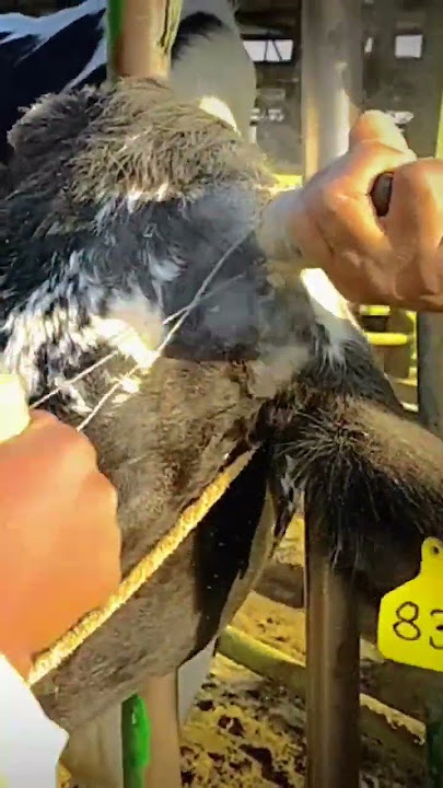 Dehorning #animal #shortvideo