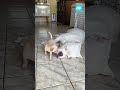 Nova integrante da família tira sossego de irmão durante sonequinha da tarde #shorts