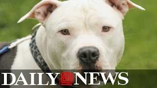 Pit Bull Kills 9-Year-Old Long Island