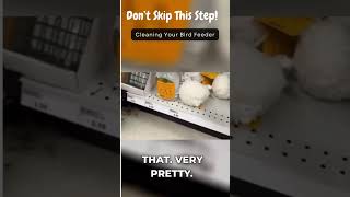 Don’t Skip This Step! 🧼 Cleaning Your Bird Feeders the Right Way #shorts