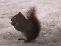 Nature Minutes Ep 6   Squirrel Kitchen