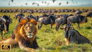 สัตว์ป่าแอฟริกัน 4K: การอพยพที่ยิ่งใหญ่ที่สุดในโลกจากแทนซาเนียไปยังเคนยาด้วยเสียงจริง #28