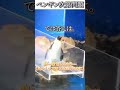 動物のおもしろ動画にツッコミどころ満載なアフレコしてみた#499【クイズ】【ハプニング映像】#shorts #アフレコ #面白動画