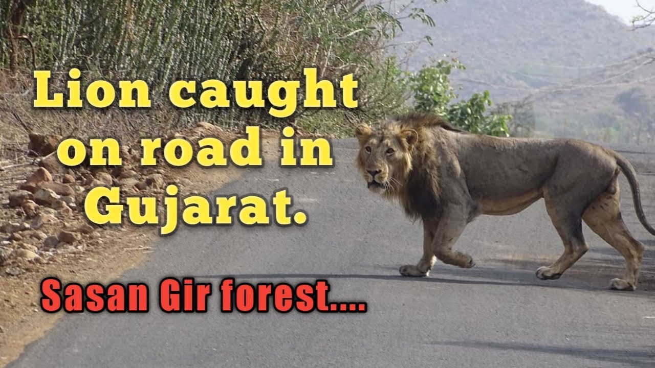 Lions caught on road in Gujarat | Sasan Gir forest | Asiatic lions