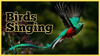 Amazing Bird Singing | #birds #nature #naturelovers #animals #birdsong #birdsounds #bird #birding by Birds World 9 views 2 months ago 11 minutes, 1 second
