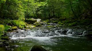 4k UHD Beautiful Landscape of Clear Stream. Water Sounds, White Noise, Nature Sounds for Sleeping.