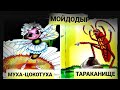 16. Тараканище, Мойдодыр, Муха-Цокотуха #мойдодыр #чуковский #мухацокотуха #тараканище #собачкасоня