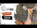 Sights and Sounds of Africam - 30 April 2024