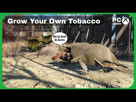 Chain Smoke Your Way Through The Commonwealth