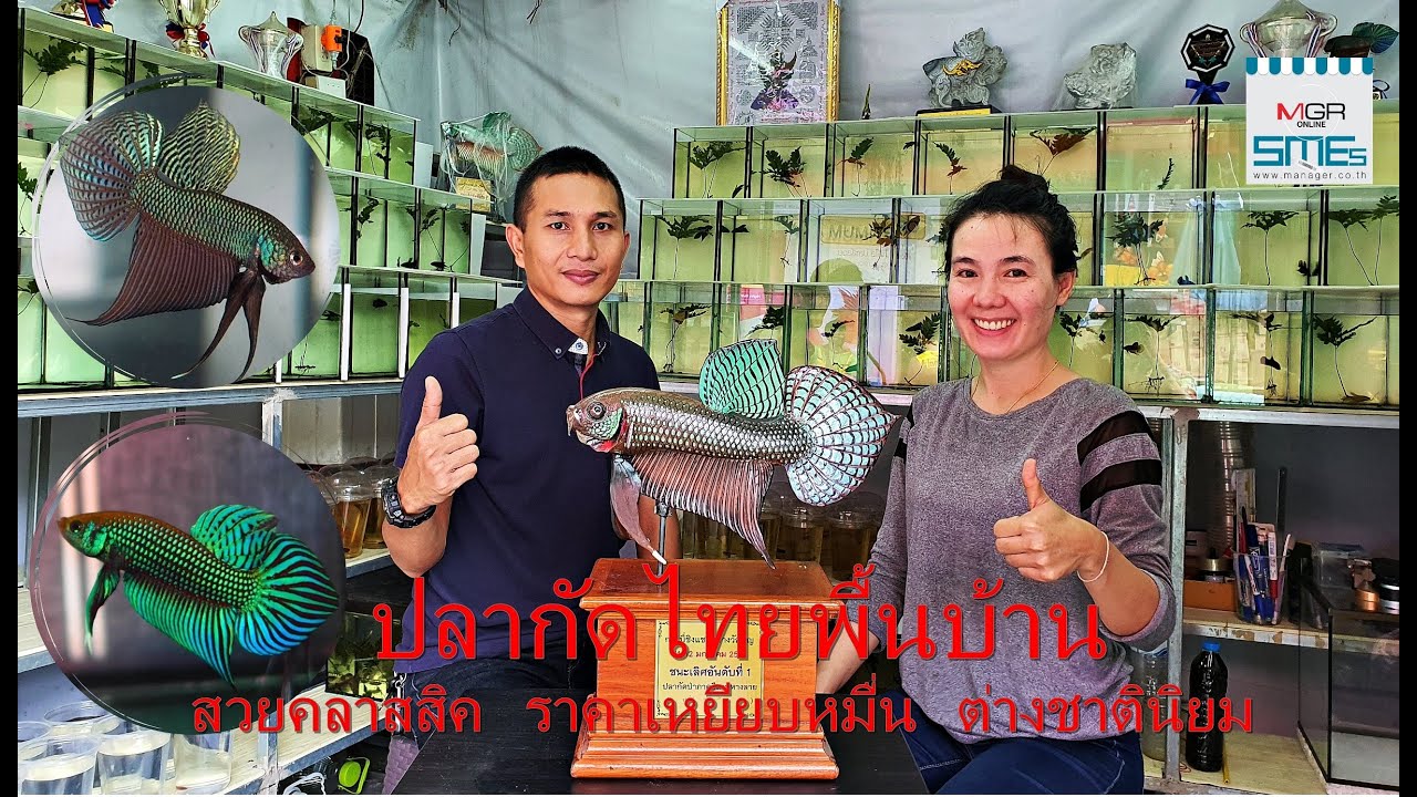 ปลากัดไทยพื้นบ้าน สวยคลาสสิค ราคาเหยียบหมื่น ต่างชาตินิยม