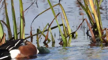 Northern Shovelers