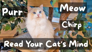 What is Your Cat Saying to You  | The Cat Butler