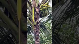 This Farmer Got More Coconuts Per Tree – Here's How!