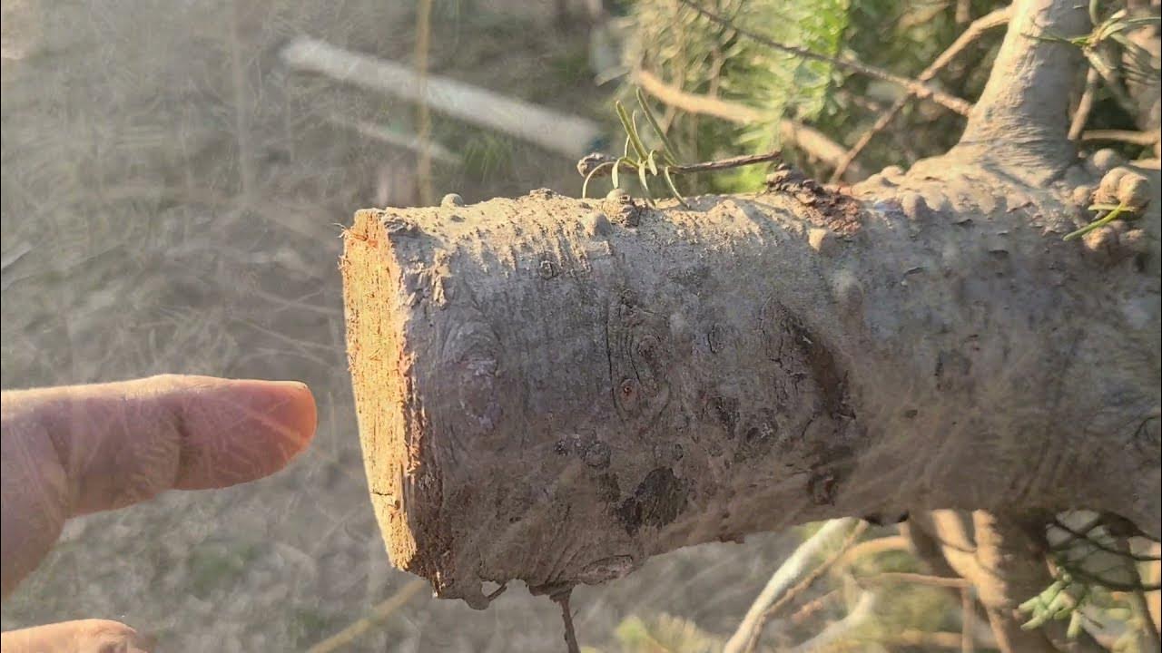 How to keep a Christmas tree fresh until holidays are over YouTube