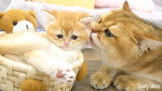 Dad Cat gently approaches and takes care of the adorable kitten.