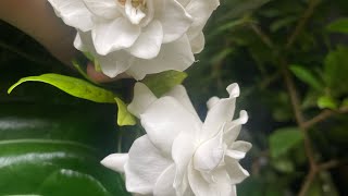 Growing Secrets for healthy Gardenia, no more dead Gardenia jasminoides, Cape Jasmine