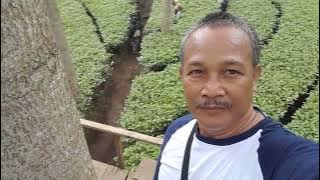 kebun teh Panama Wonosobo Jateng....indah dan sejuk