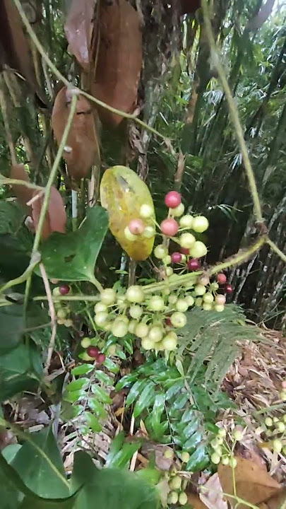 Nemu buah ini tapi apakah aman dimakan? 🤭