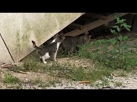 Cat Catching Insect Whatโs the cat doing? Catching insects? - YouTube