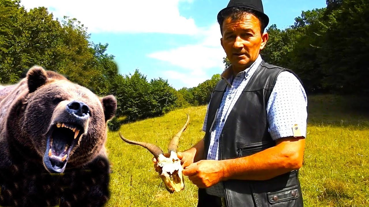 4 CAPRE AU FOST MACELARITE DE URS.CIOBANUL MARIN CHIOJDEANU NE ARATA LOCUL SI RAMASITELE.