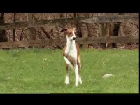 Dogs 101: Italian Greyhound