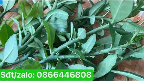 Sức sống từ thảo dược: cây thạch anh