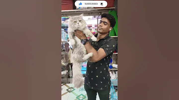 Video 6267461: persiancat persians, semi punch persian cat, semi punch face persian