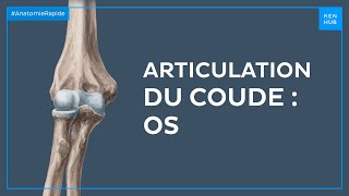 Articulation Du Coude Os - Anatomie Rapide Kenhub