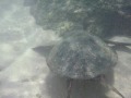 Snorkeling with a sea turtle in Hawaii!!!