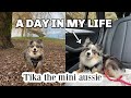 A DAY IN THE LIFE OF MY DOG | Tikas Life
